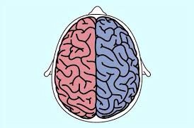 右脳は今、左脳は過去【大脳辺縁系】