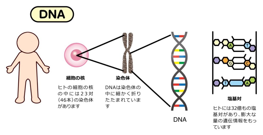 細胞　細胞核　染色体　DNA 遺伝子とは　違い